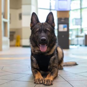 K9 Chiko, Kent County Sheriff's Office (MI) item