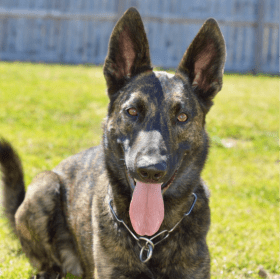 K9 Arson, DeFuniak Springs Police Department (FL) item