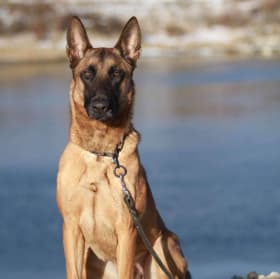 K9 Badger, McIntosh County Sheriff's Office (OK) item