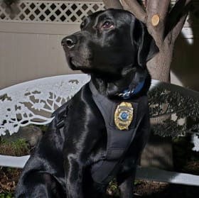 K9 Colt, Beulah Police Department (ND) item