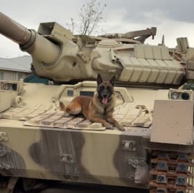 K9 Piko, Rosebud County Sheriff's Office (MT) item