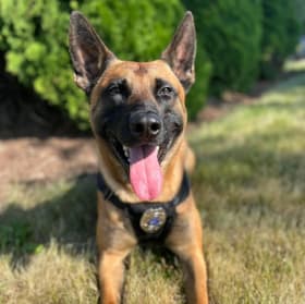 K9 Rush, Sun Prairie Police Department item