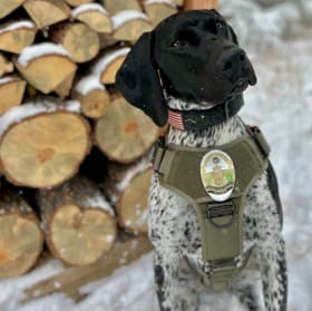 K9 Mercury, Greenwood Village Police Department (CO) item