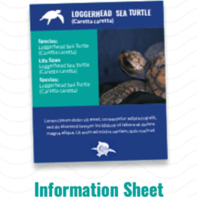Symbolic Sea Turtle Adoption Package - Turkenstein item
