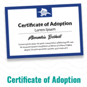 Symbolic Sea Turtle Adoption Package - Sea Pork item