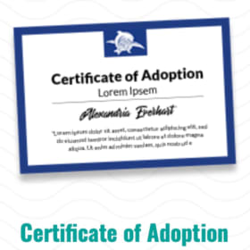 Symbolic Sea Turtle Adoption Package - TIlapia item