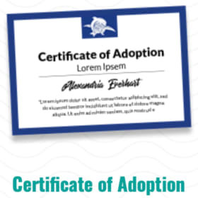 Symbolic Sea Turtle Adoption Package - Ram Bam item