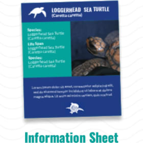 Symbolic Sea Turtle Adoption Package - Ram Bam item