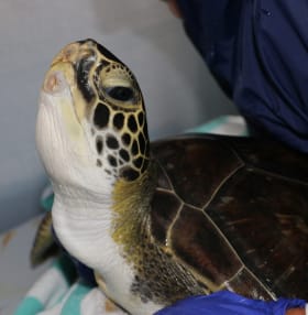 Symbolic Sea Turtle Adoption Package - Hamie item