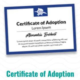 Symbolic Sea Turtle Adoption Package - Hamie item