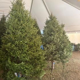 11-12 ft Christmas Tree (Deposit Only) item