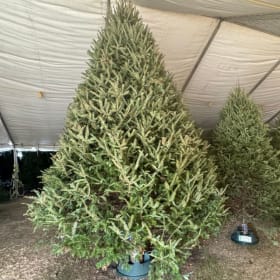 13-14ft Christmas Tree (Deposit Only) item