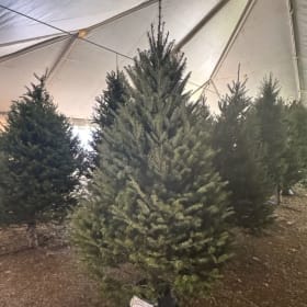 10-11ft Christmas Tree (Deposit Only) item