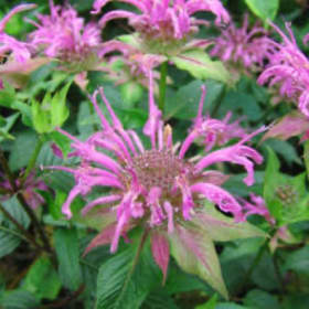 Wild bergamot (Monarda fistulosa) item
