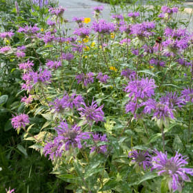 Wild bergamot (Monarda fistulosa) item