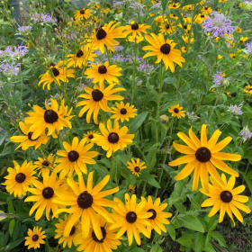 Black-eyed Susan (Rudbeckia hirta) item