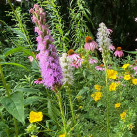 Blazing star, dense (Liatris spicata) item