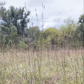 Big bluestem grass (Andropogon gerardii) item