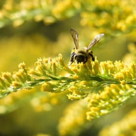 Blue-stemmed goldenrod (Solidago caesia) item
