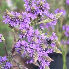 Blue vervain (Verbena hastata) item