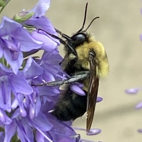 Blue vervain (Verbena hastata) item