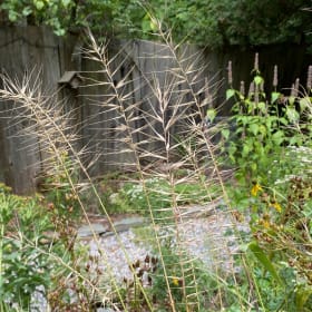 Bottlebrush grass (Elymus hystrix) item