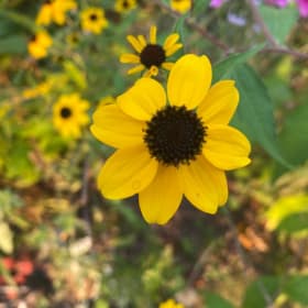 Brown-eyed Susan (Rudbeckia triloba) item