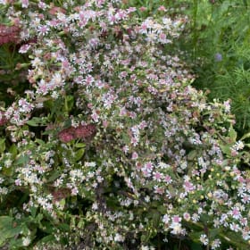 Calico Aster (Symphyotrichum lateriflorum) item