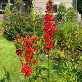 Cardinal flower (Lobelia cardinalis) item