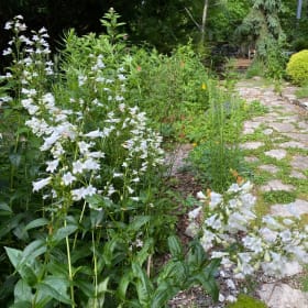Foxglove beardtongue (Penstemon digitalis) *near native item