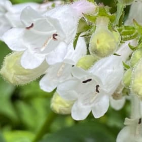 Foxglove beardtongue (Penstemon digitalis) *near native item