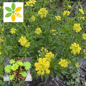 Golden Alexander (Zizia aurea ) item