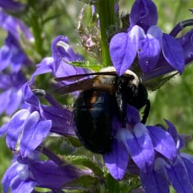 Great blue lobelia (Lobelia siphilitica) item
