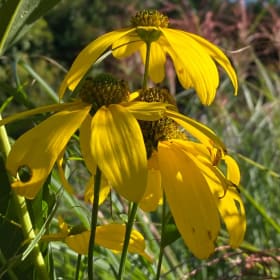 Green-headed Coneflower (Rudbeckia laciniata) item