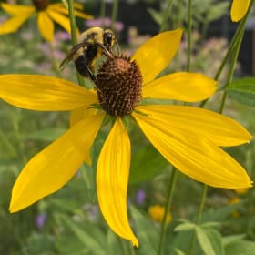 Grey headed coneflower (Ratibida pinnata) item