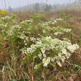 Heath aster (Symphyotrichum ericoides) item