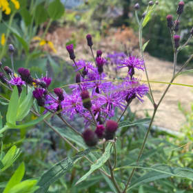 Ironweed, New York (Vernonia noveboracensis) item