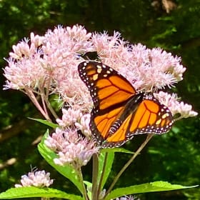 Joe Pye weed, spotted (Eupatorium maculatum) item