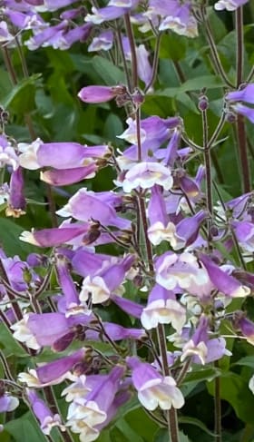 Hairy beardtongue (Penstemon hirsutus) item