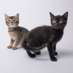 Two Kittens item