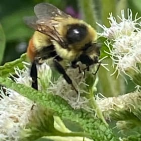 Boneset, common (Eupatorium perfoliatum) item