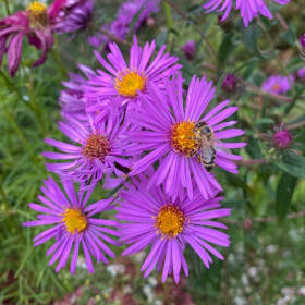 New England aster (Symphyotrichum novae-angliae) item