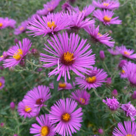 New England aster (Symphyotrichum novae-angliae) item