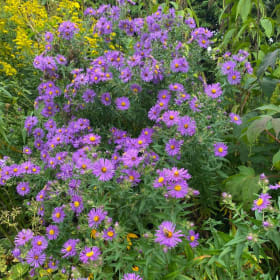 New England aster (Symphyotrichum novae-angliae) item