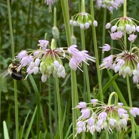 Nodding onion (Allium cernuum) item