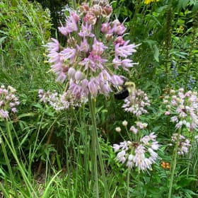 Nodding onion (Allium cernuum) item