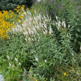 Culver's root (Veronicastrum virginicum) item