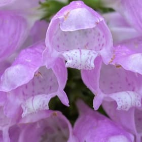 Obedient plant (Physostegia virginiana) item