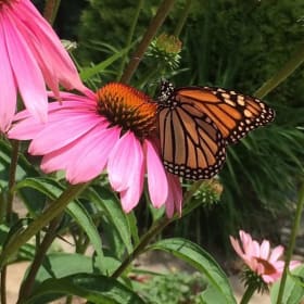 Purple coneflower (Echinacea purpurea) *near native item