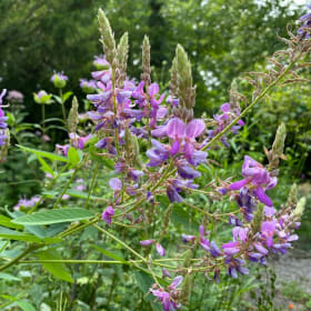 Showy tick trefoil (Desmodium canadense) item